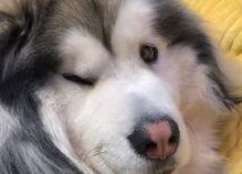 娱乐吃瓜酱柯基