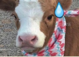 吃瓜娱乐酱猫,揭秘娱乐圈那些不为人知的幕后故事