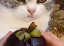 娱乐吃瓜君七七猫咪,娱乐吃瓜君的萌宠日常